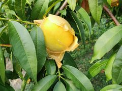 -樂桃源奉贤黄桃种植采摘基地