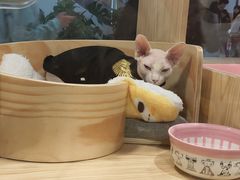 -屋虎猫馆(宝安大仟里店)