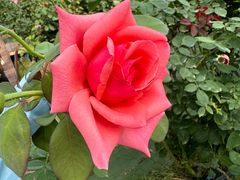 -亚龙湾国际玫瑰谷