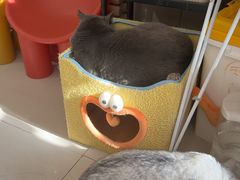 -平行世界·猫咖(首经贸店)