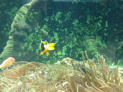 -悉尼海洋生物水族馆