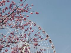 -顾村公园