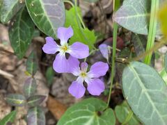 -上海佘山国家森林公园天马山园