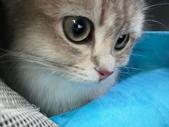 -欣宠猫屋·矮脚拿破仑·蓝金金渐层