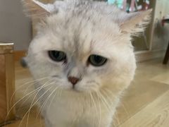 -Meowの猫咖(万家丽店)