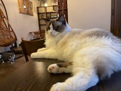 -蓝鲸·缅因猫舍