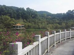 -大屏嶂森林公园