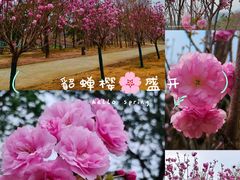 -天适樱花悠乐园