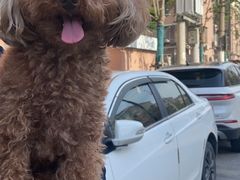 -PETKIT 小佩宠物·低压洗护·美容·寄养(安远店)