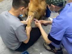 -东莞宠友24H宠物中心医院·转诊夜诊·异宠(新河北路院)