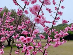 -上海滨江森林公园