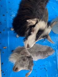 -萌宠亲子动物乐园(槐房万达店)