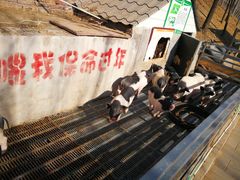 -北京鹿世界主题园