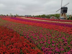 -荷兰花海