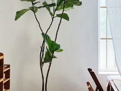 -春风十里咖啡馆