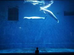 -芜湖新华联大白鲸海洋公园