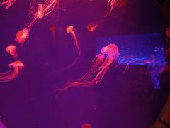 -波塞冬旅游度假区