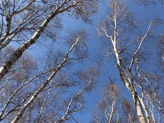 -塞罕坝国家级自然保护区