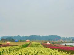 -空港花田景区