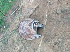 -西霞口神雕山野生动物世界