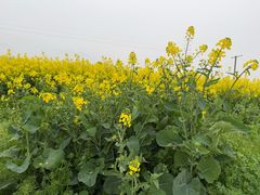 -径山花海