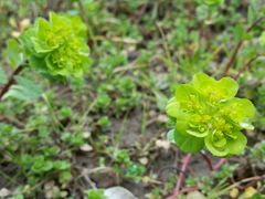 小花-上海海湾国家森林公园