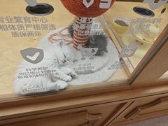 -帕帕拉兹宠物(亚洲旗舰店)