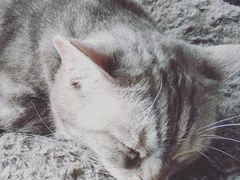 -more than meow吴止猫主题餐厅(承德 中船汇店)