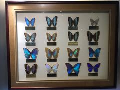 -上海昆虫博物馆