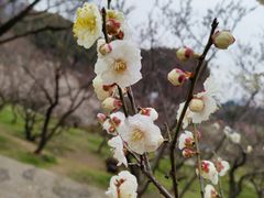 -无锡梅园公园