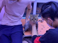 -喵百万·布偶·蓝金金渐层英短·猫舍(百子湾店)
