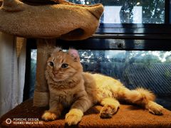 -猫小院猫主题餐厅(南锣旗舰店)