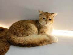 -COLOR PETS 撸猫馆·购猫·猫咖(长风大悦城店)