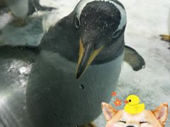 -大连圣亚海洋世界