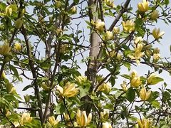 -国家植物园南园