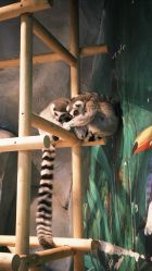 -Zoolung Zoolung动物主题公园(海信广场店)