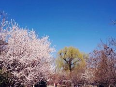 -桃花堤公园