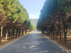-秦始皇帝陵博物院-丽山园