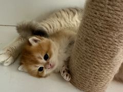 -十月米努特矮脚猫舍