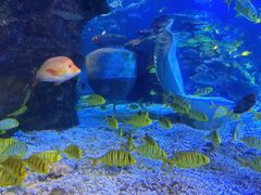 -太平洋海底世界