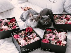 -INSDREAM FLOWER 鲜花预定·花艺培训