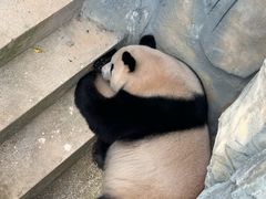 -泉州海丝野生动物世界