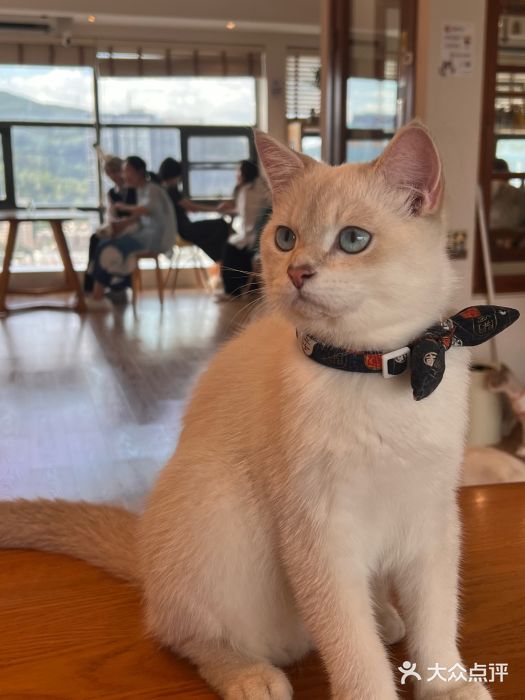 猫小主咖啡·猫咖cat cafe(福田店)图片