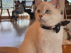 -猫小主咖啡·猫咖cat cafe(福田店)