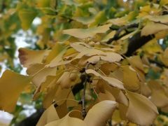 -半天妖烤鱼(西直门凯德mall店)