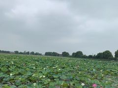 -焦岗湖旅游度假区