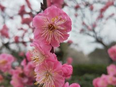 -秀丽东方