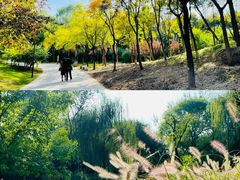 -北坞公园