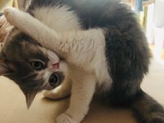 -瑞派名望24h动物医院异宠专科·猫专科·骨科·重症监护分院