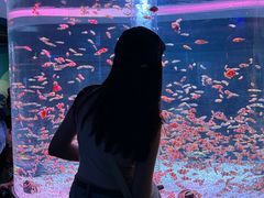 -海合安成都极地海洋公园